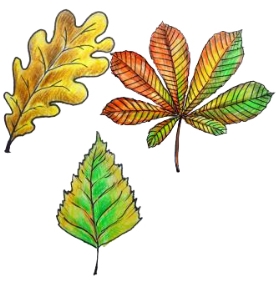 Как нарисовать осенние листья поэтапно 5 уроков